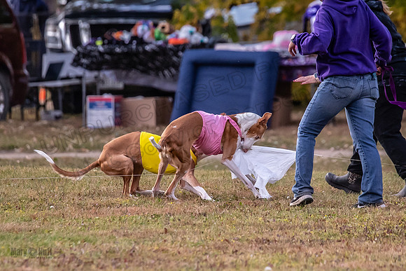 Finals Vet Izzy Thea-3334
