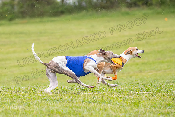 Prelims Open A3, Chaser Flower Audrey-3296