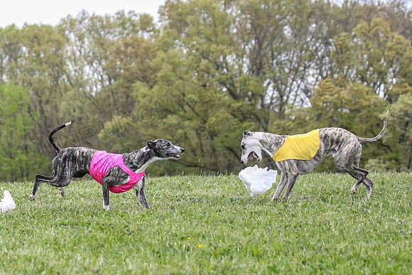 Finals Open C4, Ripley Prim Synner-0775