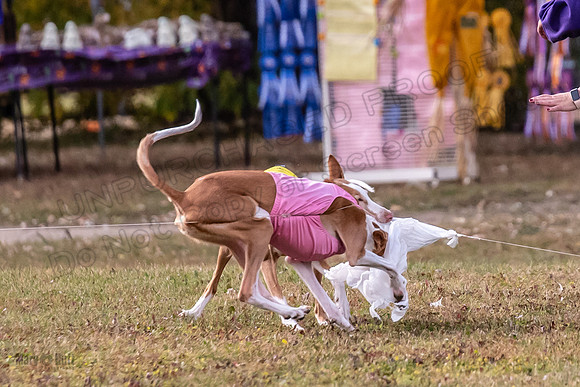 Finals Vet Izzy Thea-3322