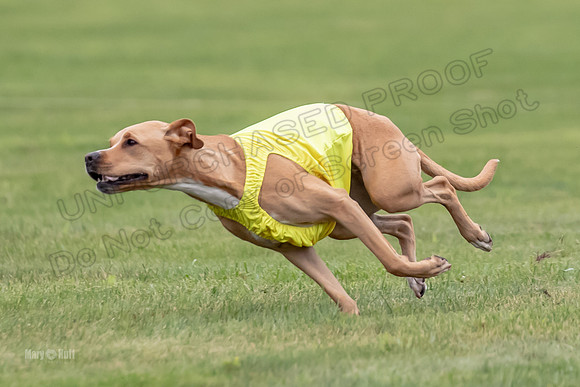 Prelims Zara-0811