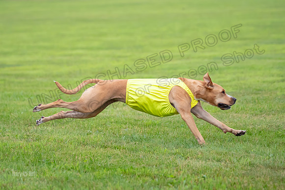 Prelims Zara-0834