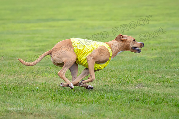 Prelims Zara-0836