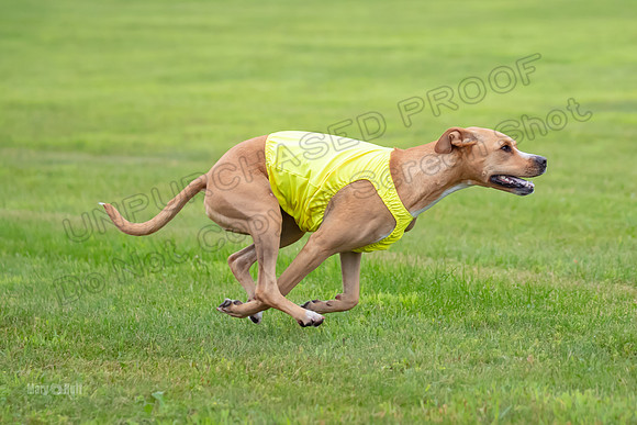 Prelims Zara-0831