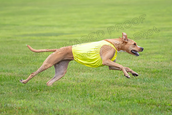 Prelims Zara-0833