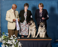 Elkhound 2020-1191