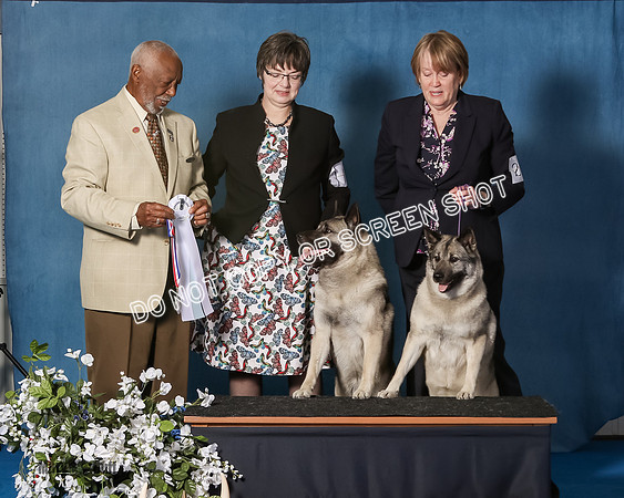 Elkhound 2020-1191