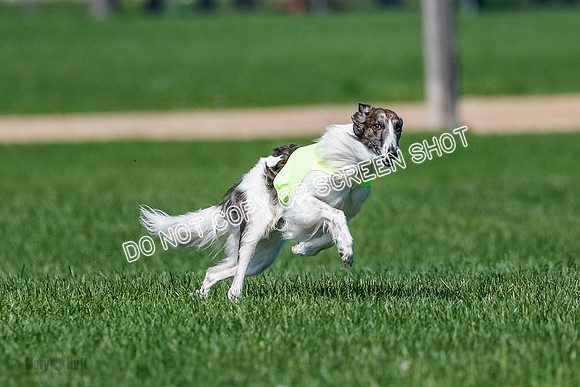 Silken Windhound Finals, Finnegan-3968