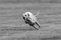 Prelims Zara-0805-2
