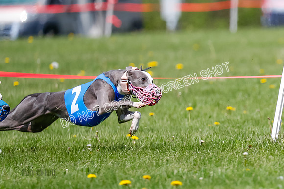 NOTRA Program 2, Race 9, Savvy Elia Chernobog Coyote-2-5