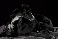 Puck 5.23.2020-1245
