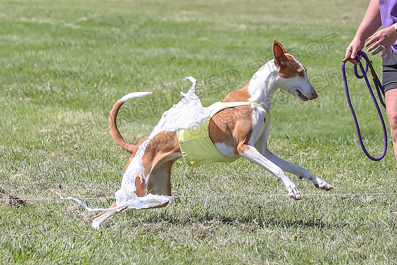 Finals Fch 2 Beastie Ginny-8343