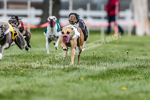 WRA, Prg 1, Race 8, Terra Flora Smudge Seeker Maybe Java-8361