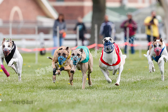 WRA, Prg 1, Race 14, Chase Buttercup Joplin Cinder Navi-8504