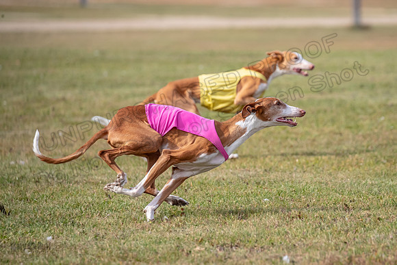 Finals Vet 2 Seren Dawn-3392