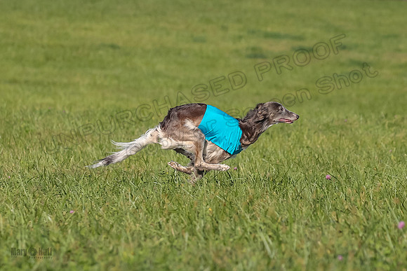 1 Prelims Fch 1 Kelso Wiings Foxy-5574