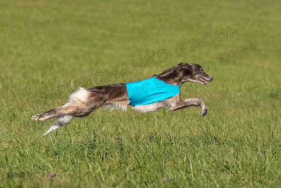 1 Prelims Fch 1 Kelso Wiings Foxy-5571