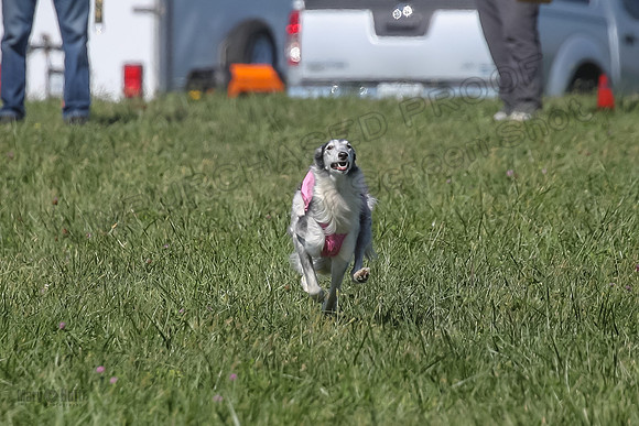 2 Finals Fch 1 Foxy Kelso Lizzie-8311