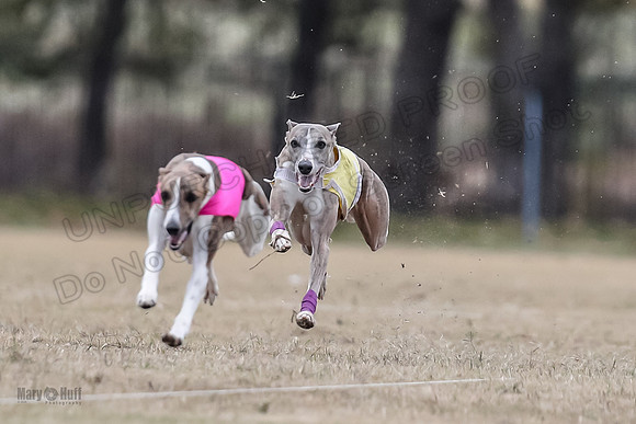 Finals Open 4 Rigel Trixie-4125