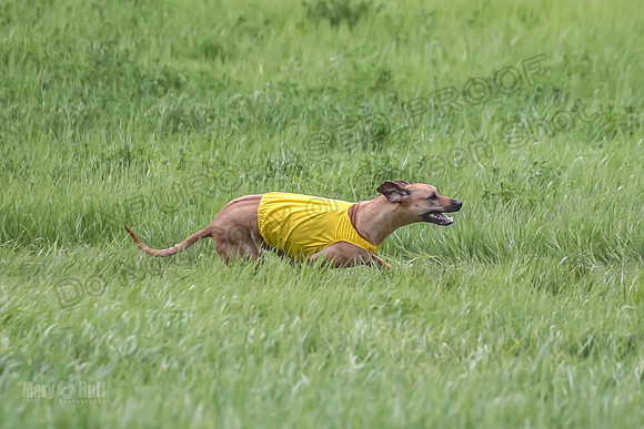 1 Prelims Fch Islay Eve Opal-8362
