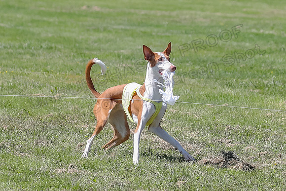 Finals Fch 2 Beastie Ginny-8335