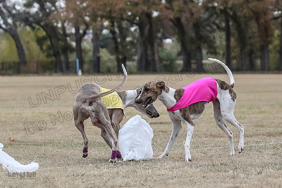 Finals Open 4 Rigel Trixie-4148