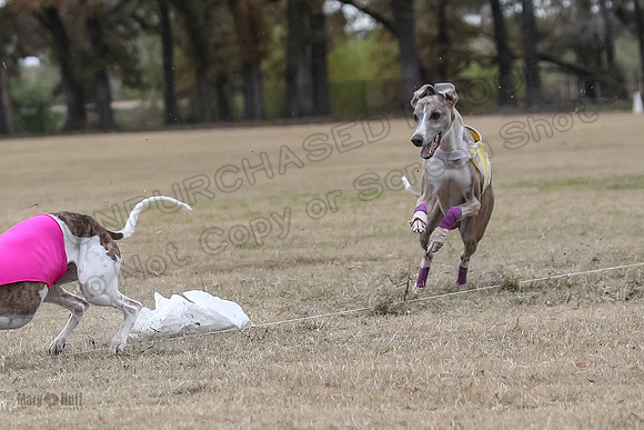 Finals Open 4 Rigel Trixie-4136