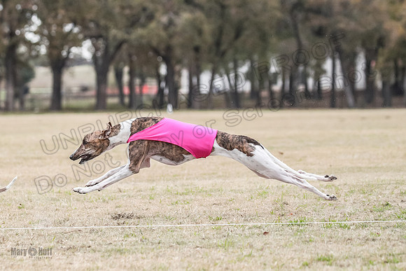 Finals Open 4 Rigel Trixie-4103