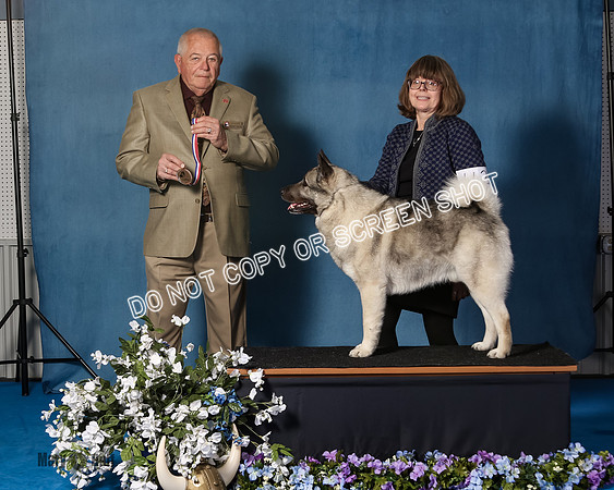 Elkhound 2020-1080