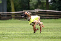 Finals Afghan Hound-1469