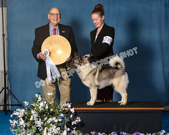 Elkhound 2020-1128
