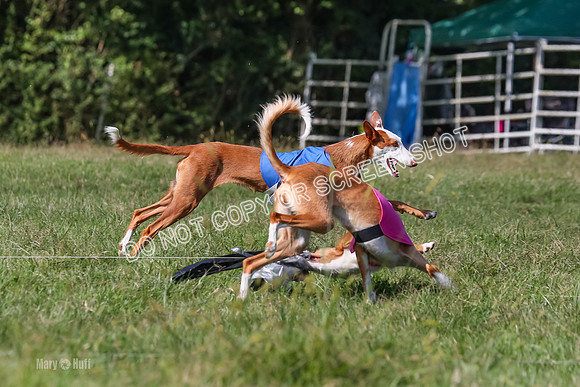 Open Prelim B1, Libby, Rogue, Penny-7787