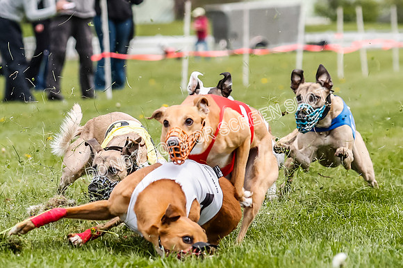 WRA, Prg 2, Race 12, Bookie Joplin Rogue Chase Jigsaw Rum-9074