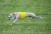 Prelim Veteran 1, Akela Ricky Bobby Blue-6308