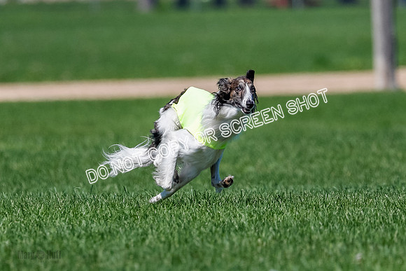Silken Windhound Finals, Finnegan-3967