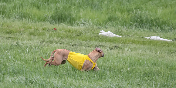 1 Prelims Fch Islay Eve Opal-8336