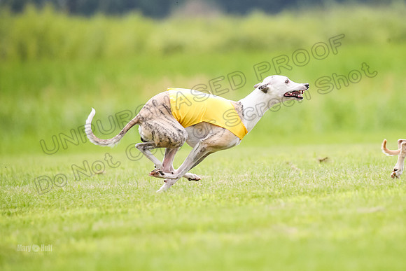 Finals Fch-Vet 2, Wilson Buttercup-1745