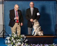 Elkhound 2020-1141