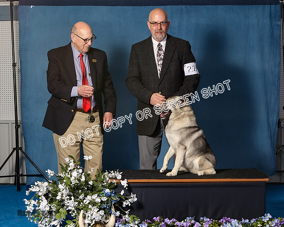 Elkhound 2020-1141