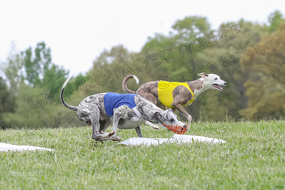 Finals Open G3, Digit Riddle Cuvee-1612