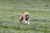 Cat Test 2-0645