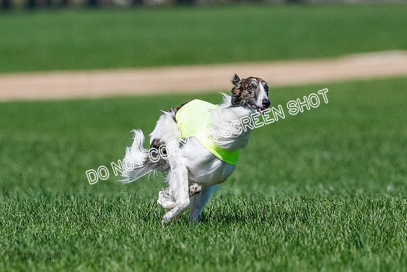 Silken Windhound Finals, Finnegan-3971