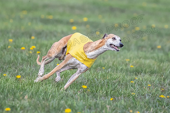 1 Prelim FCh B1 Sparky Arlo Arrow-6728