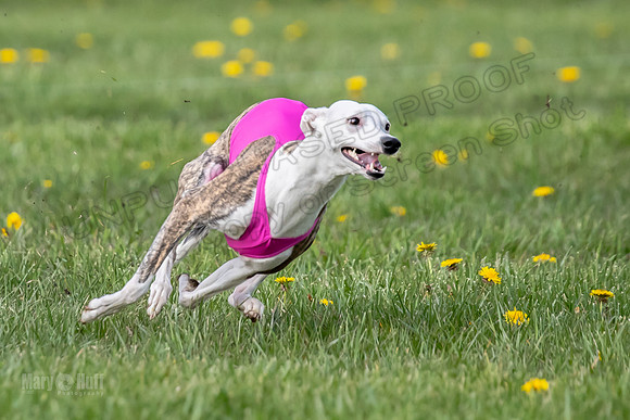 1 Prelim FCh B2 Echo Lzzy Indy-6754