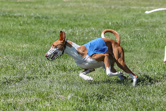 Finals Fch 1 Willow Penny Madyson-8282