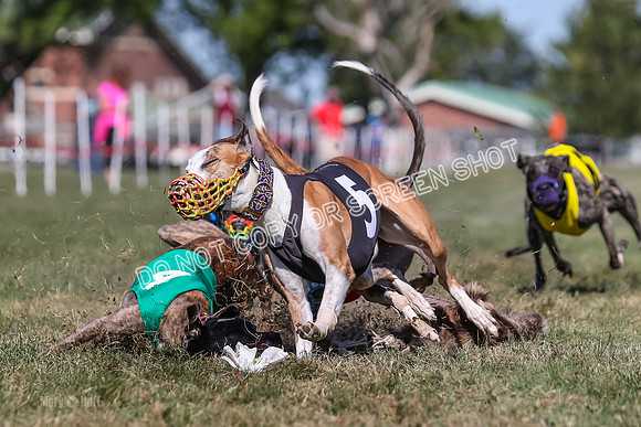 Prg 4, Race 4, Elia Zivah Moki Sansa Patsy-0172