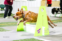 Race 21 Preflight, K9 Wrecking Balls Rowan