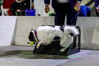 Race 46 Ulti-Mutts vs Milwaukee Dogs Great Balls of Fur