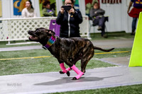 Race 59 Preflight K9 Wrecking Ballz Prism