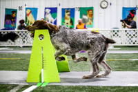 Race 74 K9 Turn N Burn vs Rapid Intens-A-Flyrs